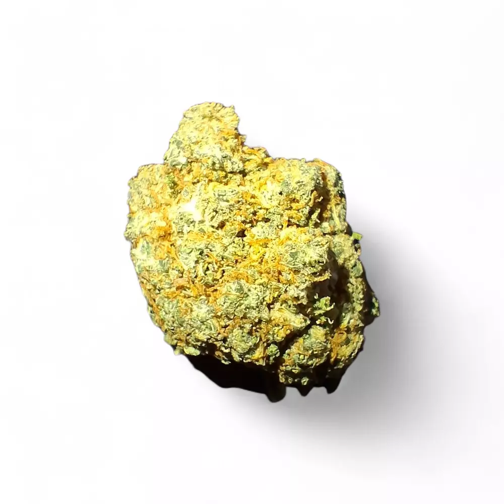 Gorilla Mandarina (ZKT) Indoor